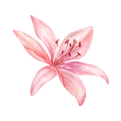 Aquarellzeichnung einer rosafarbenen Lilienblüte mit sechs Blütenblättern
